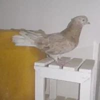 سور زرد کلاهی عروسک