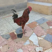 خروس مرغ کرک