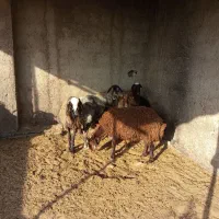 بره بزغال چاق