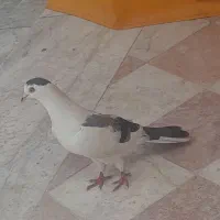 کفتر نصل دار بالا
