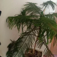 کاج مطبق زیباوشاداب