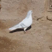 سار هفت رنگ و ساده امری