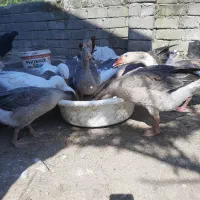 غاز محلی و دورگه درشت و سنگین وزن