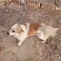 سگ گمشده|حیوانات|سلفچگان, |دیوار