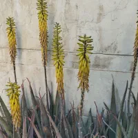 آلوئه ورا گل دار