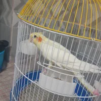 عروس هلندی نرجوان سرحال