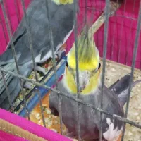 عروس هلندی نر ۲ساله