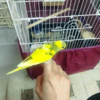 جوجه مرغ عشق