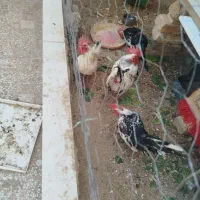 خروس جاپنیر و سبرایت بوف