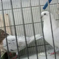 کبوتر پرشی وجوجه جیرچادری