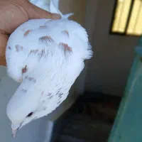 کبوتر
