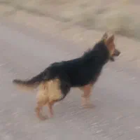 سگ ژرمن شپرد