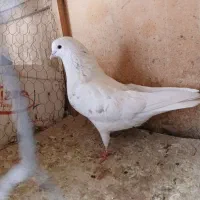 کبوتر