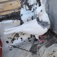 طوقی هفت رنگ الماسی ماده