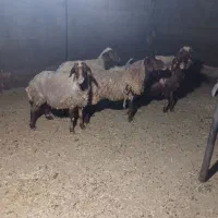 گوسفند