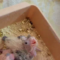 جوجه عروس هلندی ۱۵ روزه