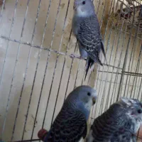 مرغ عشق معاوضه با مرغ سبرایت یا جوجه سبرایت|پرنده|اراک, |دیوار