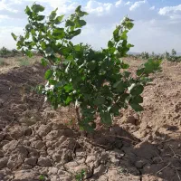 زمین پسته کشاورزی با یک شبانه روز آب (نیشابور)
