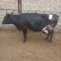 گاو
