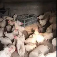 مرغ تخمگذار