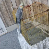 عروس هلندی