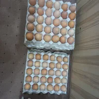 تخم مرغ مخلی
