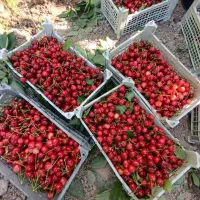 گیلاس درشت