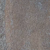 گندم بذری باران