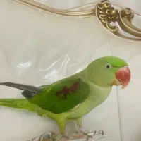 شاه طوطی گمشده