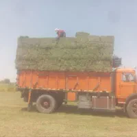 بیده خشک و پر برگ سبز