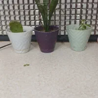 گل تازه|گل و گیاه طبیعی|پارس‌آباد, |دیوار