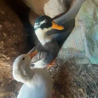 اردک