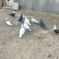 چندتا جوونه