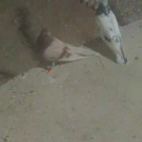 هشبندی