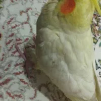 عروس هلندی (ایتیپ)