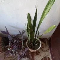 گل زیبا هردوباهم۵۰۰