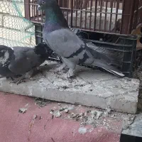 نروماده پر