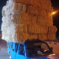 کلش گندم وجود آبی