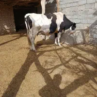 گاو شیری آبست دو زی