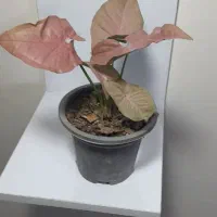 سینگونیوم صورتی