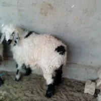بره ماده