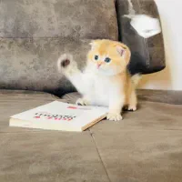 پـ ر و رش اصولی گربه