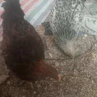 مرغ وخروس