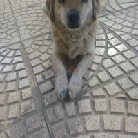 نژاد  اشپیتز ماده یک ساله