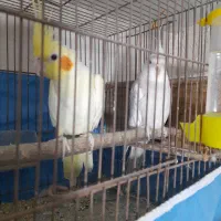 طوطی عروس هلندی