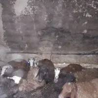 میش و بره