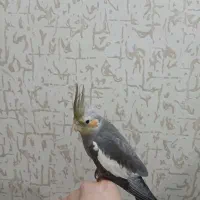 جوجه عروس هلندی سینامون