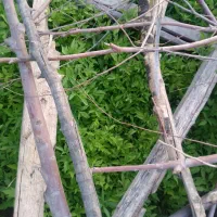 تیولکی تماته کردی زنگوان باباشمس