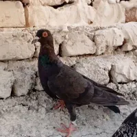 کفتر. سبز . زاغ