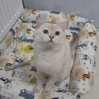 جا خواب پت عمده و تک